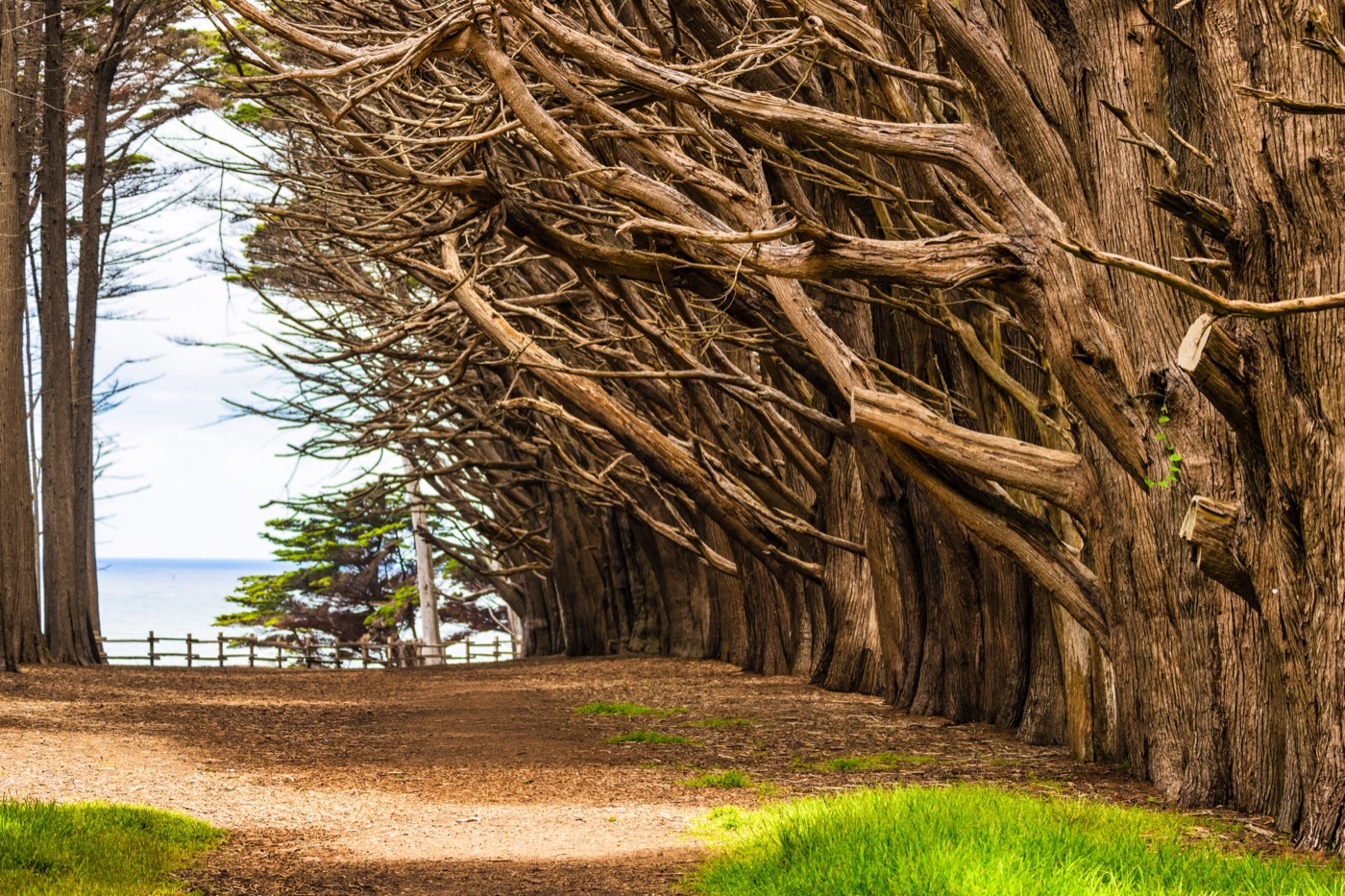 Cypress Tree Tunnel Path