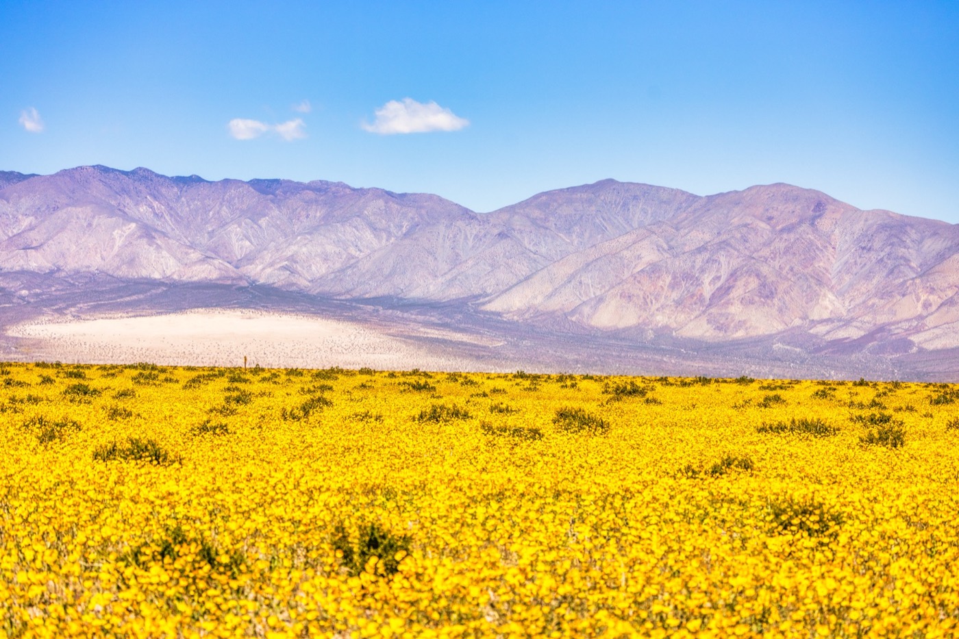 Desert Superbloom Glory