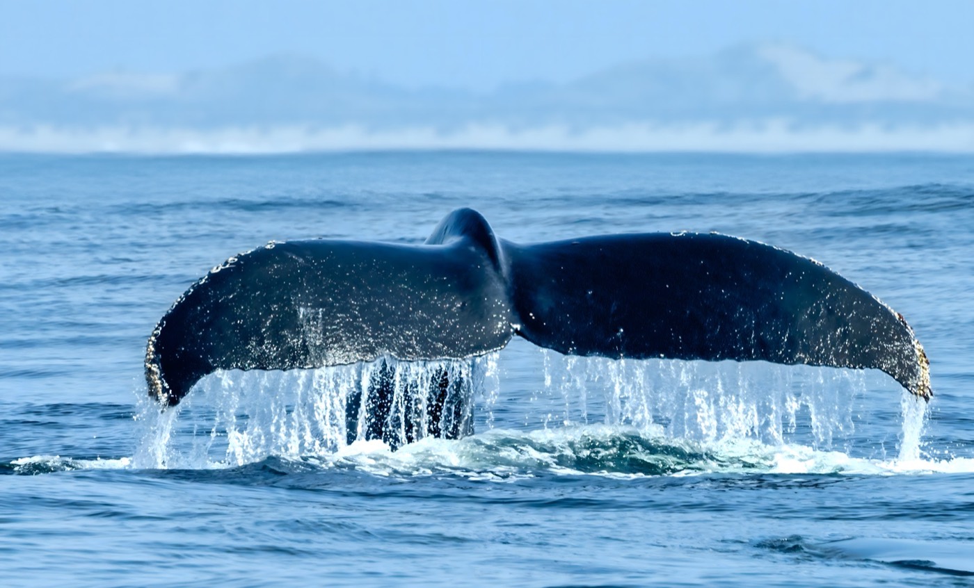 Graceful Dive in the Bay
