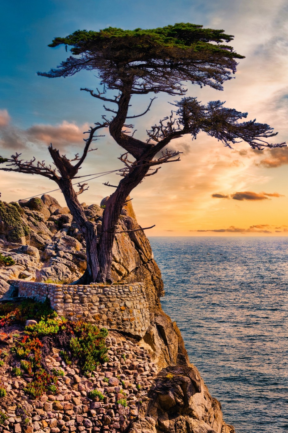 Lone Cypress at Golden Hour