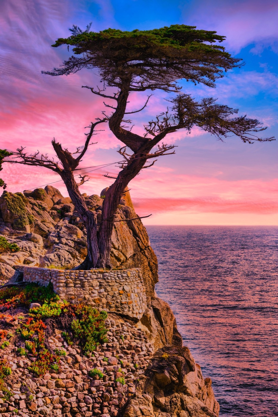 Lone Cypress at Twilight