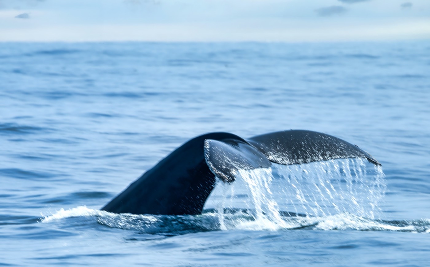 Whale Tail in Monterey Bay