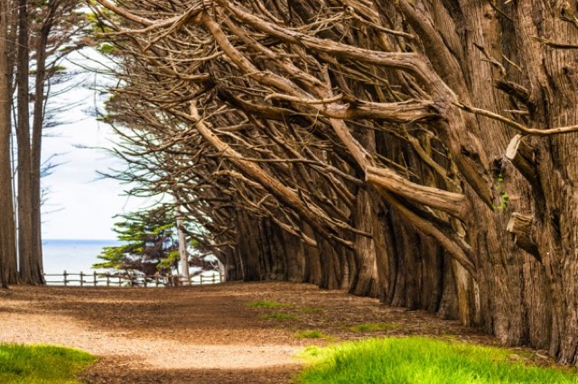 Cypress Tree Tunnel Path