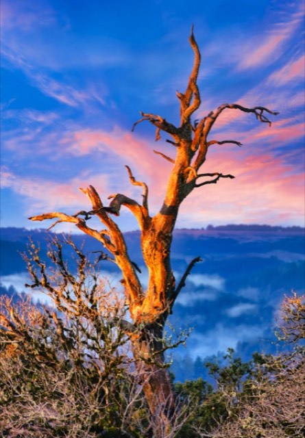 Fog in the Valley Below