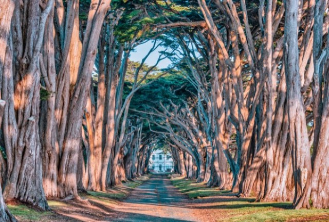 Golden Light at Cypress Tunnel