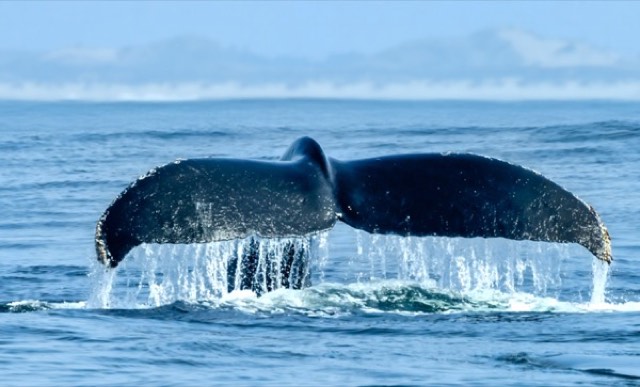 Graceful Dive in the Bay