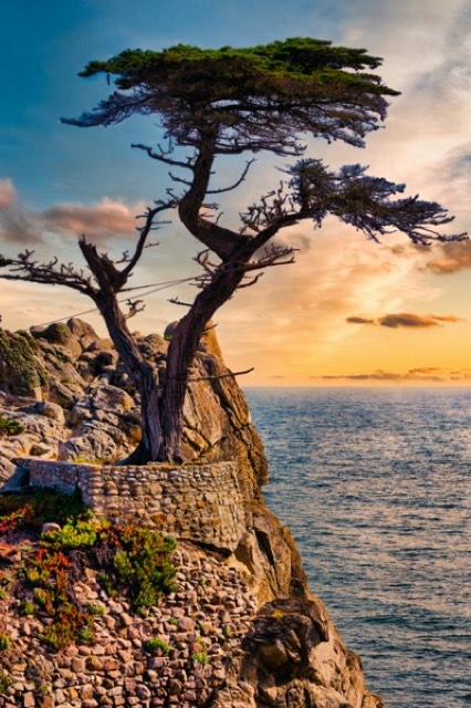 Lone Cypress at Golden Hour