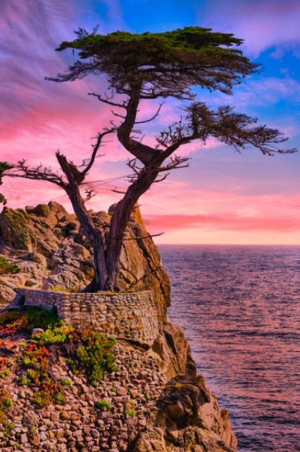 Lone Cypress at Twilight