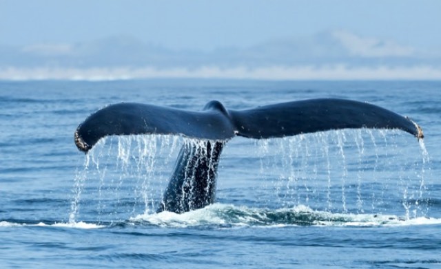 Ocean Giant's Farewell