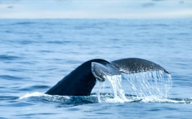 Whale Tail in Monterey Bay
